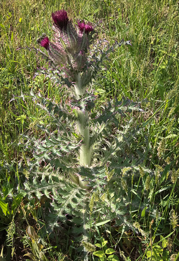 image of Cirsium horridulum var. horridulum, Common Yellow Thistle, Purple Thistle, Bristle Thistle, Horrid Thistle