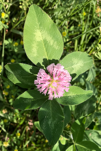 image of Trifolium pratense, Red Clover