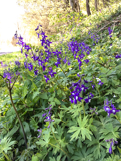 image of Delphinium tricorne, Dwarf Larkspur