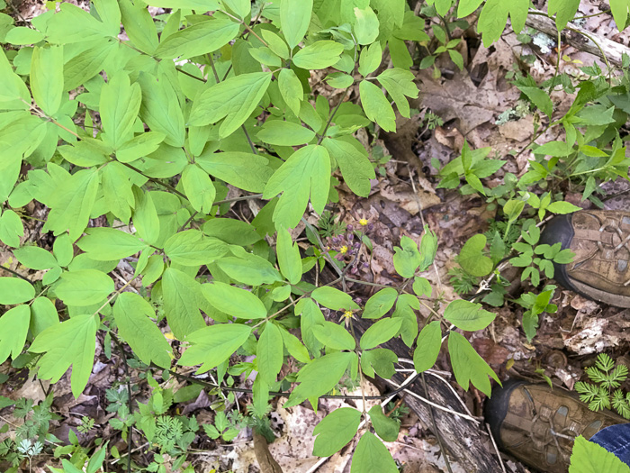 image of Caulophyllum thalictroides, Common Blue Cohosh, Papooseroot, Green Vivian