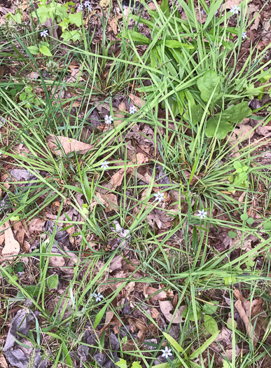 image of Sisyrinchium angustifolium, Narrowleaf Blue-eyed-grass, Stout Blue-eyed-grass