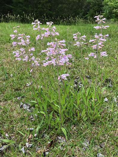 image of Penstemon australis, Downy Beardtongue, Sandhill Beardtongue, Southern Beardtongue, Southeastern Beardtongue