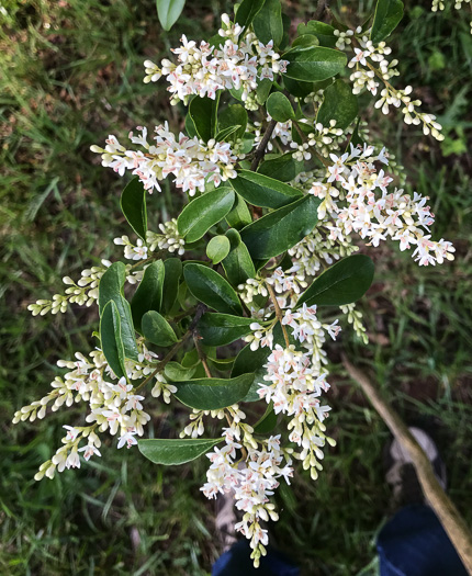 image of Ligustrum sinense, Chinese Privet, "privy hedge"