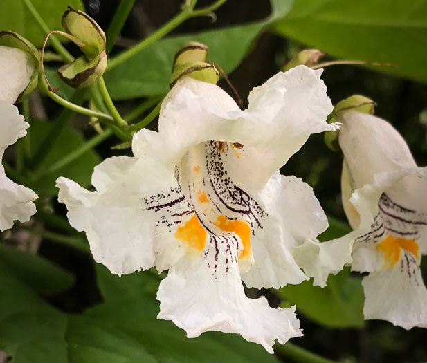 image of Catalpa speciosa, Northern Catalpa, Indian Cigar Tree, Catawba Tree