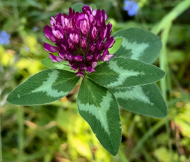 image of Trifolium pratense, Red Clover