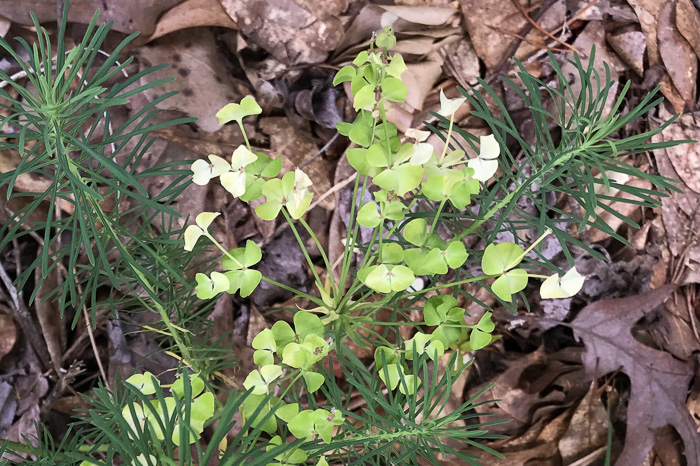 image of Euphorbia cyparissias, Cypress Spurge, Graveyard Spurge