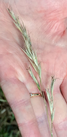 image of Danthonia sericea, Silky Oatgrass, Downy Oatgrass, Downy Danthonia