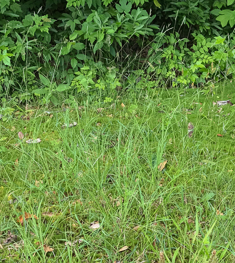 image of Danthonia spicata, Poverty Oatgrass, Moonshine Grass, 'Curly Dan'