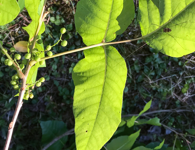 image of Toxicodendron radicans var. radicans, Eastern Poison Ivy