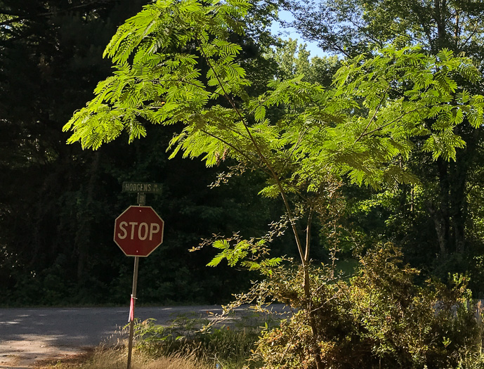 image of Albizia julibrissin, Mimosa, Silktree, Albizia