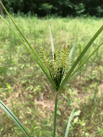 image of Cyperus strigosus var. strigosus, False Nutsedge, Straw Flatsedge, Straw-colored Flatsedge