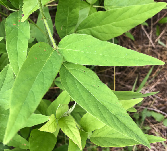 Desmodium glabellum, Tall Tick-trefoil, Dillen's Tick-trefoil