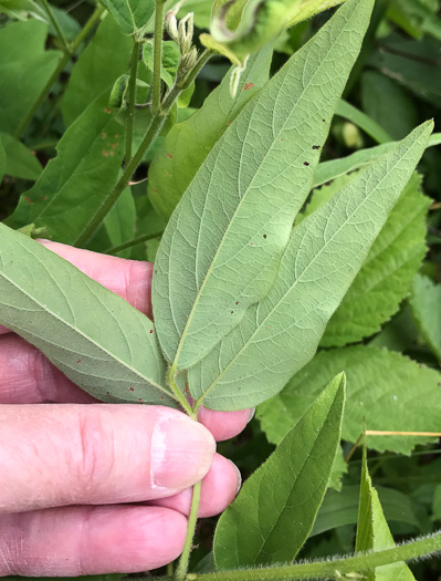 Desmodium glabellum, Tall Tick-trefoil, Dillen's Tick-trefoil