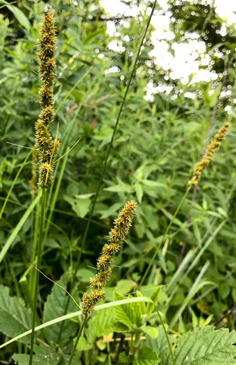 image of Carex vulpinoidea, Fox Sedge