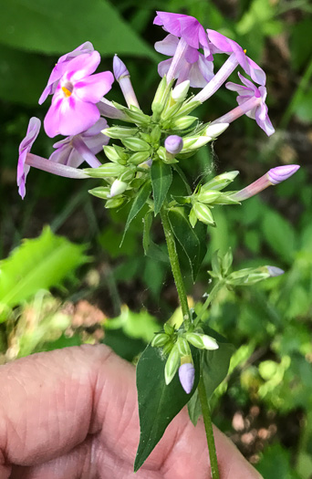 image of Phlox carolina, Carolina Phlox, Thick-leaf Phlox, Giant Phlox