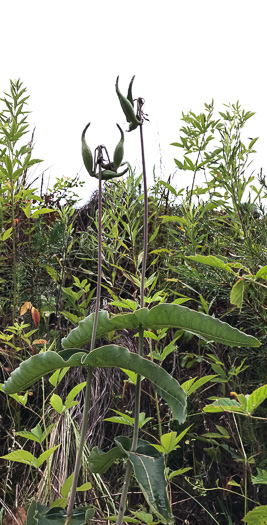 image of Asclepias amplexicaulis, Wavyleaf Milkweed, Clasping Milkweed, Sand Milkweed, Blunt-leaved Milkweed