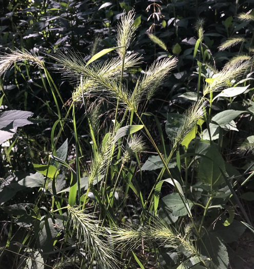 image of Elymus virginicus, Virginia Wild-rye, Common Eastern Wild-rye, Terrell Grass