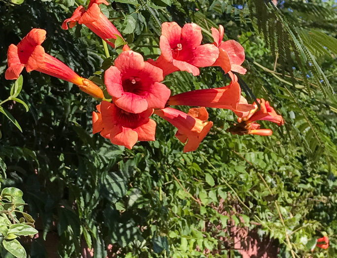 image of Campsis radicans, Trumpetcreeper, Trumpet Vine, Cow-Itch Vine