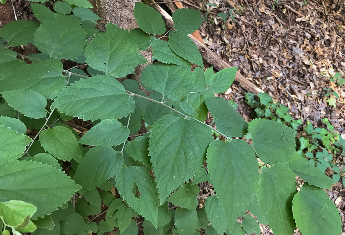 image of Celtis pumila, Georgia Hackberry, Dwarf Hackberry