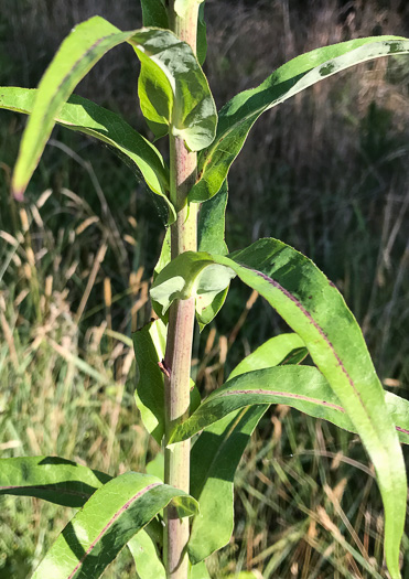 image of Lactuca canadensis, American Wild Lettuce, Canada Lettuce