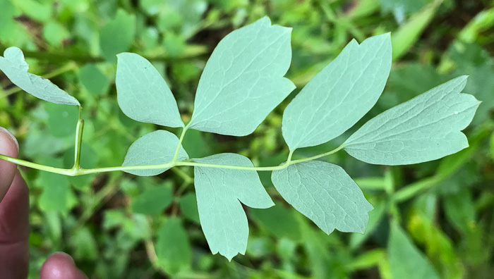 image of Thalictrum pubescens, Common Tall Meadowrue, King-of-the-meadow, Late Meadowrue