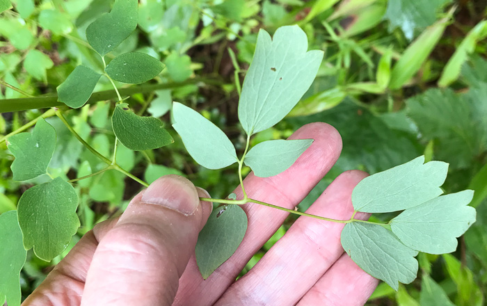 image of Thalictrum pubescens, Common Tall Meadowrue, King-of-the-meadow, Late Meadowrue