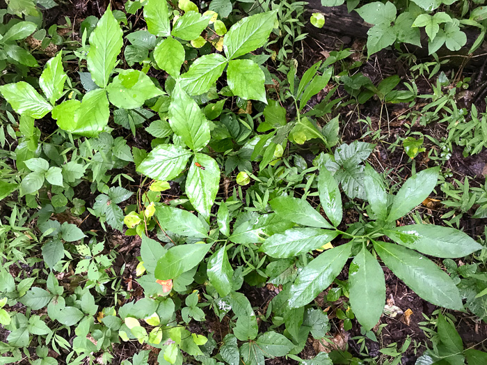 image of Arisaema dracontium, Green Dragon