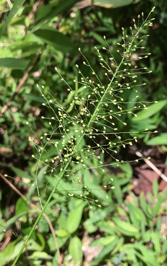 image of Dichanthelium polyanthes, Many-flowered Witchgrass, Small-fruited Witchgrass, Roundseed Witchgrass