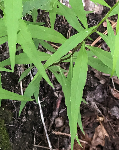 image of Campanula divaricata, Southern Harebell, Appalachian Bellflower