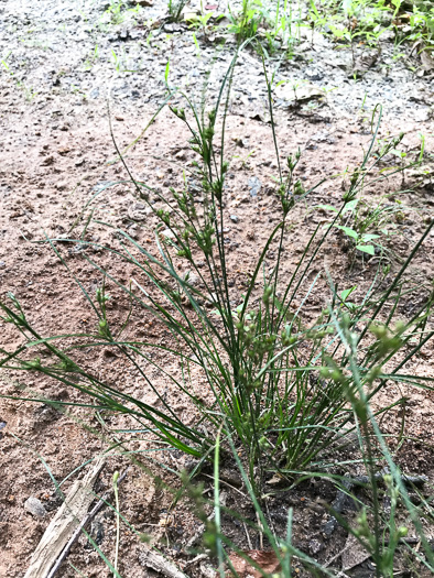 image of Juncus tenuis, Path Rush, Poverty Rush, Slender Rush