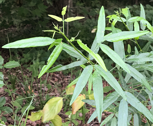 image of Desmodium paniculatum var. paniculatum, Panicled Tick-trefoil