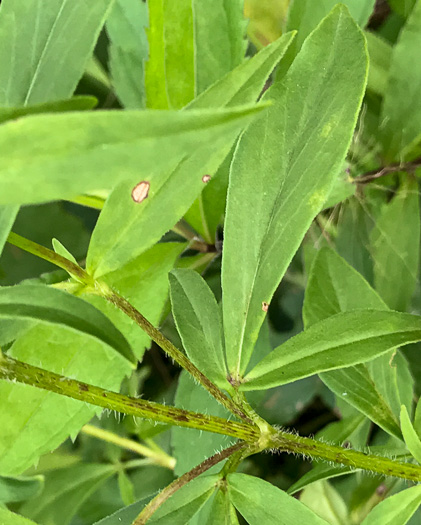 image of Coreopsis pubescens var. pubescens, Common Hairy Coreopsis, Star Tickseed