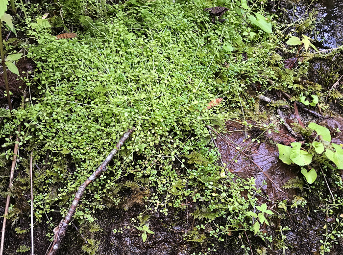 Thymeleaf Bluet