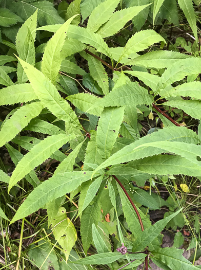 image of Eutrochium fistulosum, Hollow-stem Joe-pye-weed