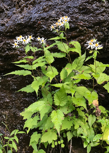 image of Eurybia divaricata, White Wood-aster, Woodland Aster, Common White Heart-leaved Aster