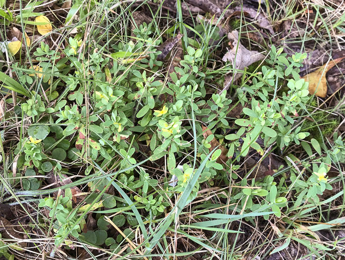 image of Hypericum stragulum, Straggling St. Johnswort, Low St. Johnswort, Creeping St. Andrew's Cross