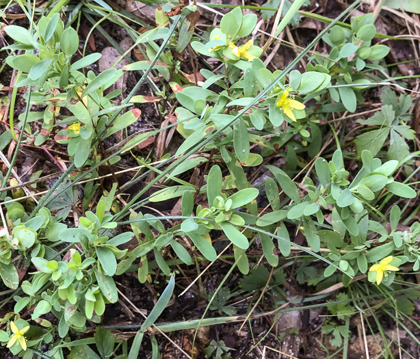 image of Hypericum stragulum, Straggling St. Johnswort, Low St. Johnswort, Creeping St. Andrew's Cross