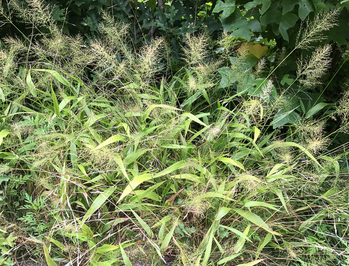 image of Dichanthelium polyanthes, Many-flowered Witchgrass, Small-fruited Witchgrass, Roundseed Witchgrass