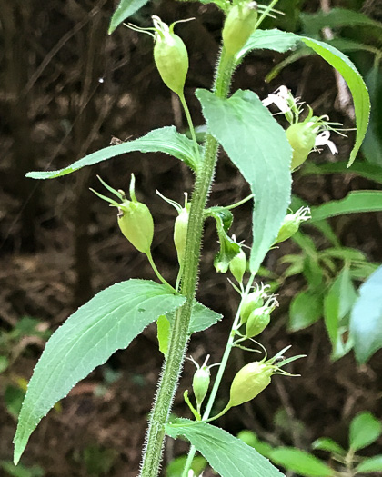 image of Lobelia inflata, Indian-tobacco, Pukeweed