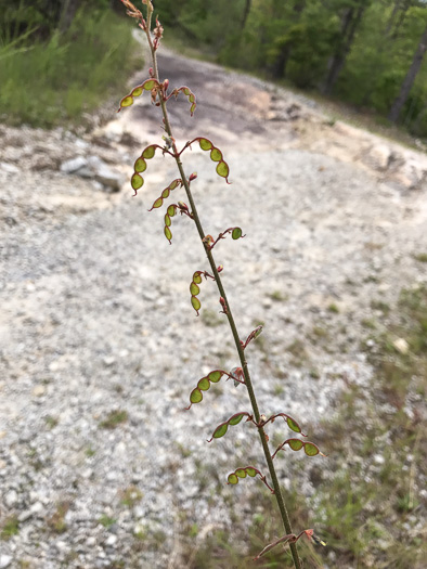 image of Desmodium obtusum, Stiff Tick-trefoil