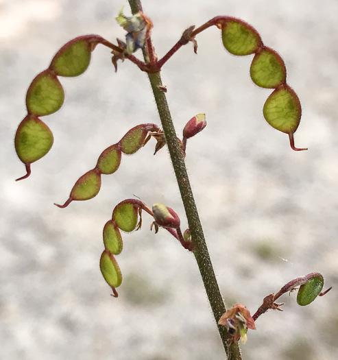 image of Desmodium obtusum, Stiff Tick-trefoil