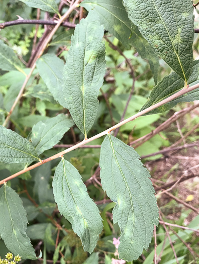 image of Spiraea japonica, Japanese Spiraea