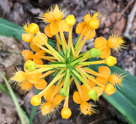 image of Platanthera ciliaris, Yellow Fringed Orchid