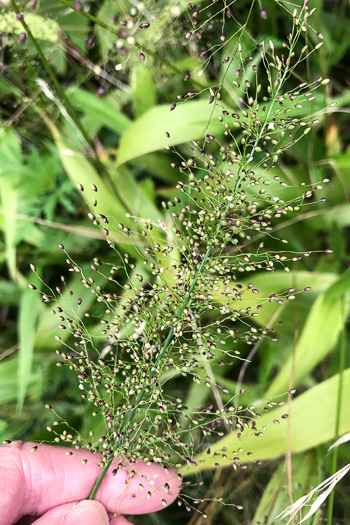 image of Dichanthelium polyanthes, Many-flowered Witchgrass, Small-fruited Witchgrass, Roundseed Witchgrass