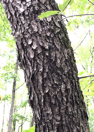 image of Prunus serotina var. serotina, Black Cherry, Eastern Wild Black Cherry, Bird Cherry