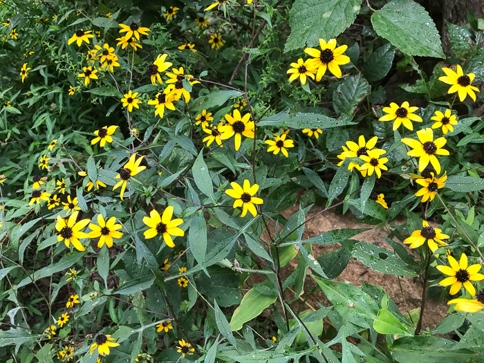 image of Rudbeckia triloba var. beadlei, Chauncey's Coneflower