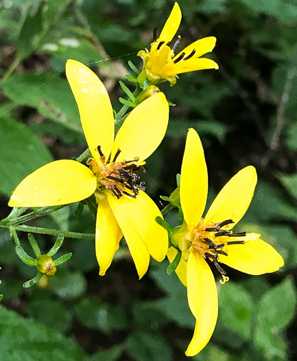 Broadleaf Coreopsis