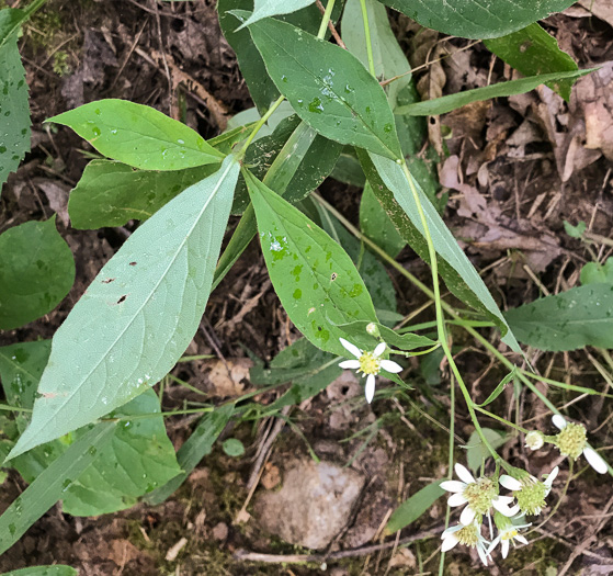 image of Doellingeria infirma, Appalachian Flat-topped White Aster, Cornel-leaf Aster, Cornel-leaf Whitetop Aster, Appalachian Whitetop Aster