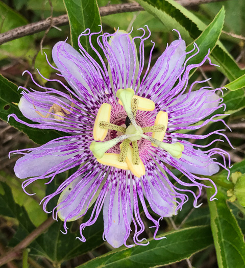 image of Passiflora incarnata, Purple Passionflower, Maypop