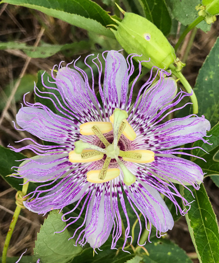 image of Passiflora incarnata, Purple Passionflower, Maypop